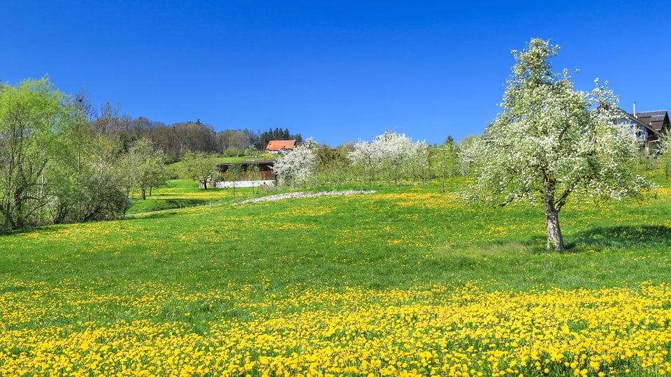 Am 9. April stand bei Berg im Thurgau alles in Blüte.