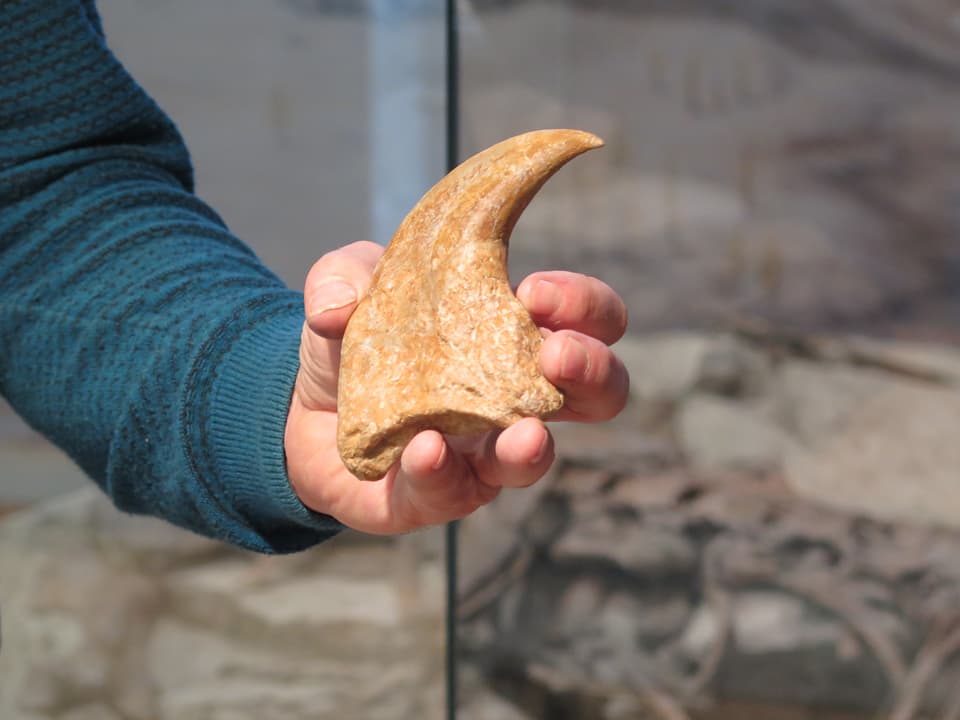 Hand hält einen fossile Kralle
