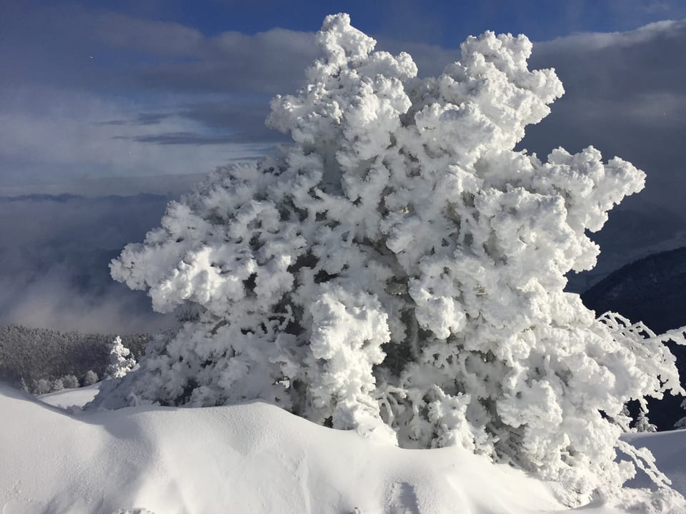 Weisser Baum im Schnee.