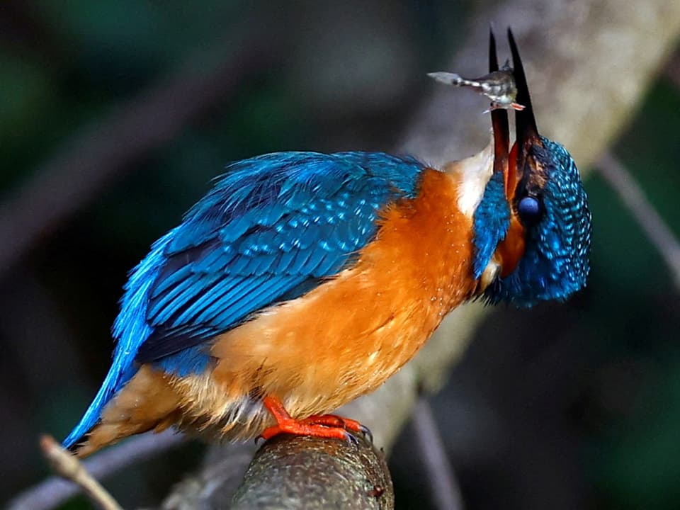 Kingfisher on a branch.