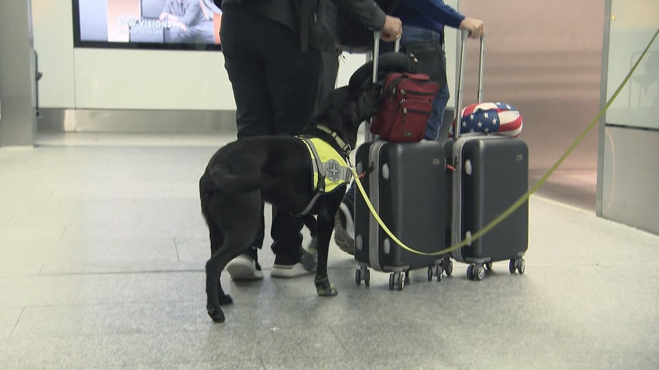 Spürhund Gino schnüffelt an vorbeilaufenden Passagieren am Flughafen Zürich