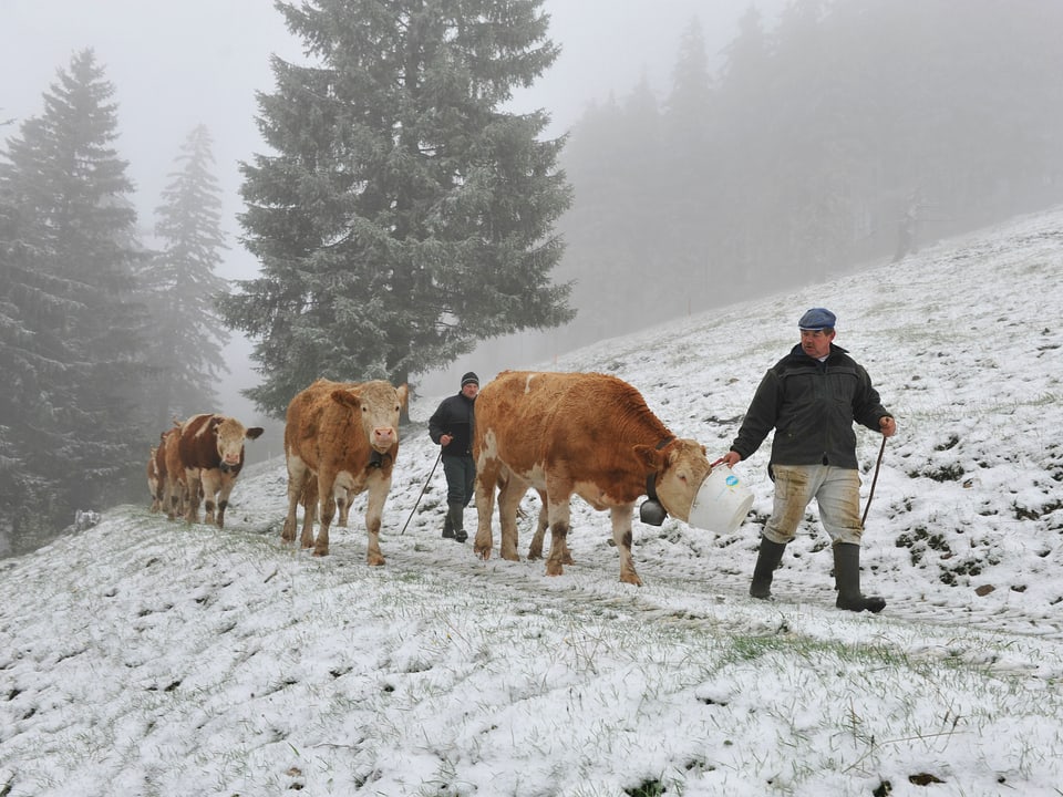 Kühe in einer verschneiten Landschaft