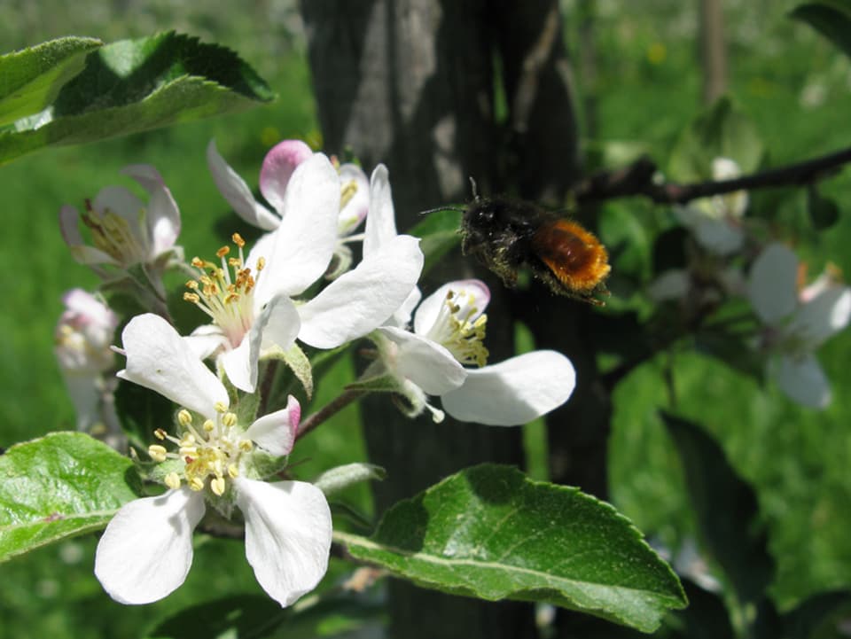 Biene im anflug auf eine Blüte