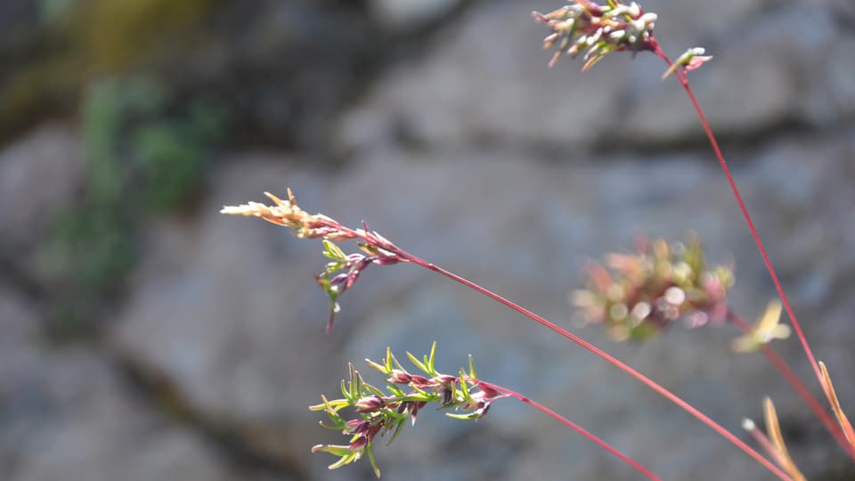 Das Alpenrispengras ist eine subalpine Art, die sich bis in die Täler fortpflanzt. Sie war früher auf 84 und ist heute auf 162 Gipfeln zu finden.