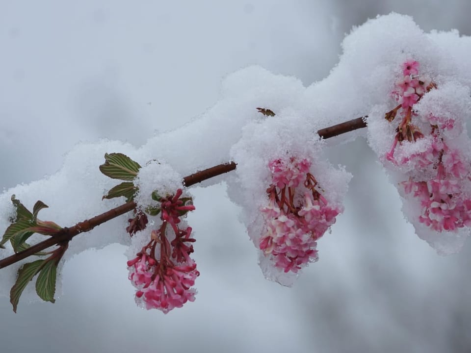 1. April: Jegenstorf/BE Eingeschneite Blüten.