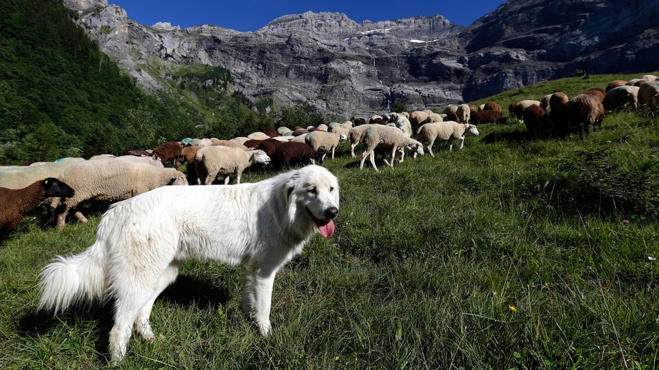 Weisser Herdenschutzhund in den Alpen, hinter ihm Schafe am Weiden.