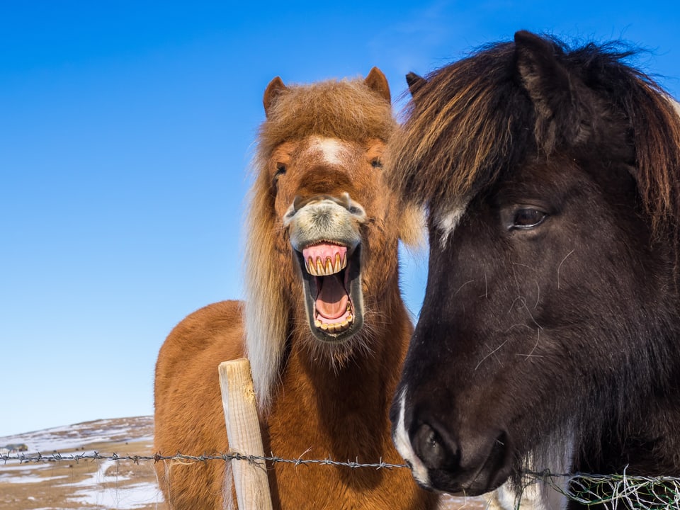 Zwei Isländer-Pferde