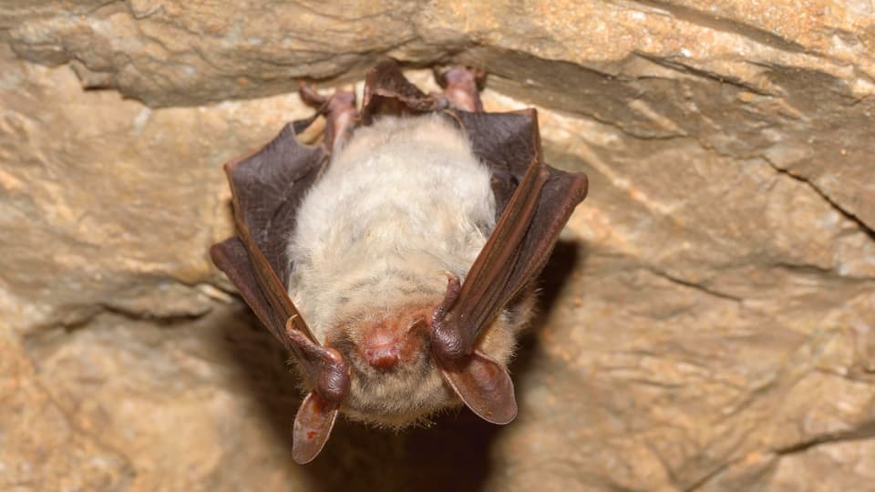 Einzelne Fledermaus hängt Kopfüber