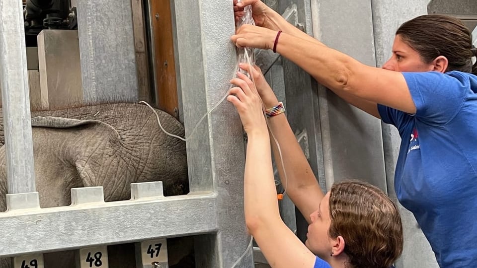 Eine Tierärztin und eine Pflegerin behandeln einen Elefanten