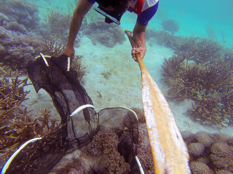 Ein Mann taucht im Meer und fängt mit einem Netzt Fische. 