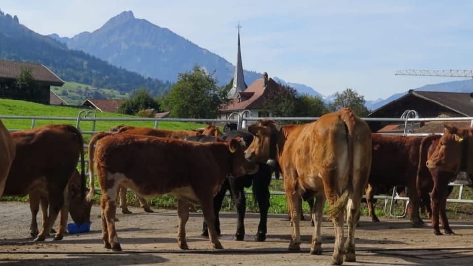 Kühe stehen draussen. Im Hintergrund ein Dorf und die Berge.