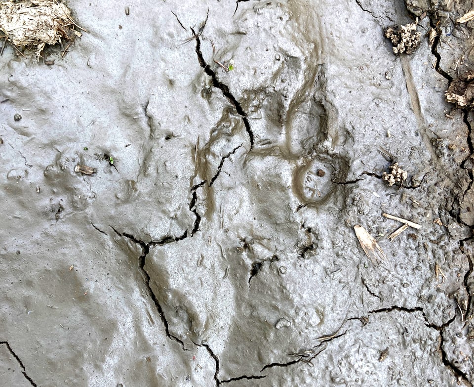 Schakalspuren im schlammigen Boden des Amarasees in Rumänien.