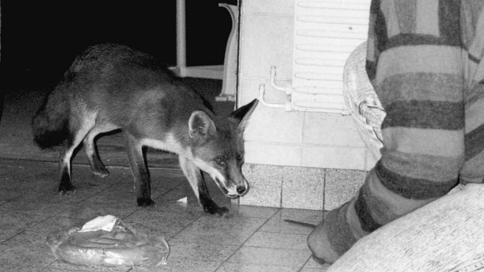 Archivbild eines Rotfuchses, der in der Stadt von einem Unbekannten gefüttert wird.