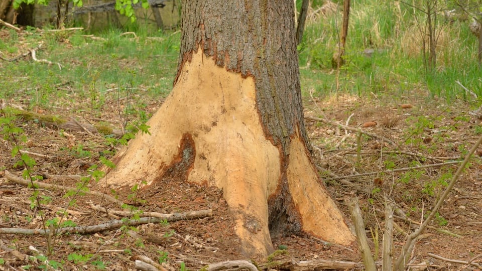 Ein durch Rothirsche beschädigter Baum.