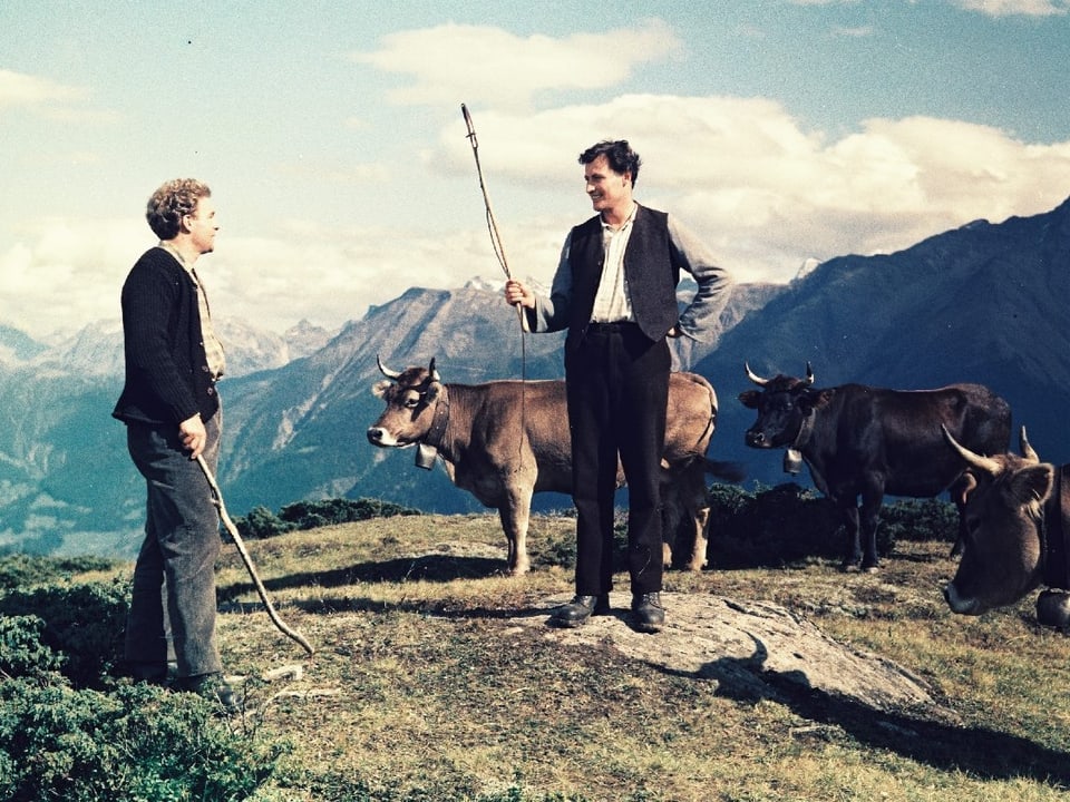 Dominik und Beat auf der Alp. Beide halten eine Stock um Kühe zu treiben. Um sie herum stehen drei Kühe.