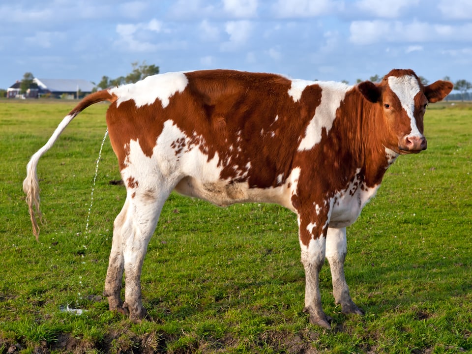 Eine Kuh steht auf einem Feld und uriniert.