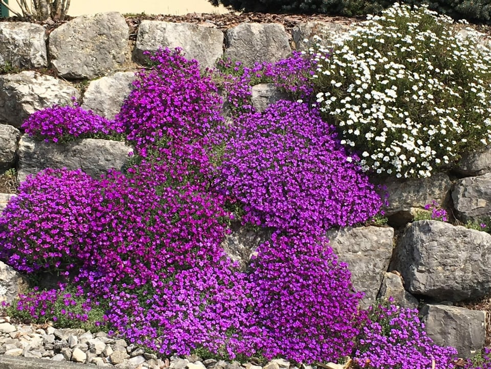 Violette Kriechpflanzen überwuchern Steine. 