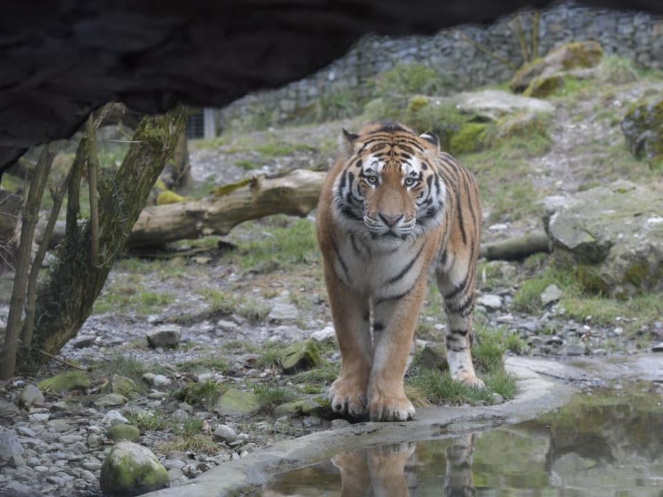 Tiger-Männchen Sayan streift durch sein neues Gehege im Zoo Zürich.