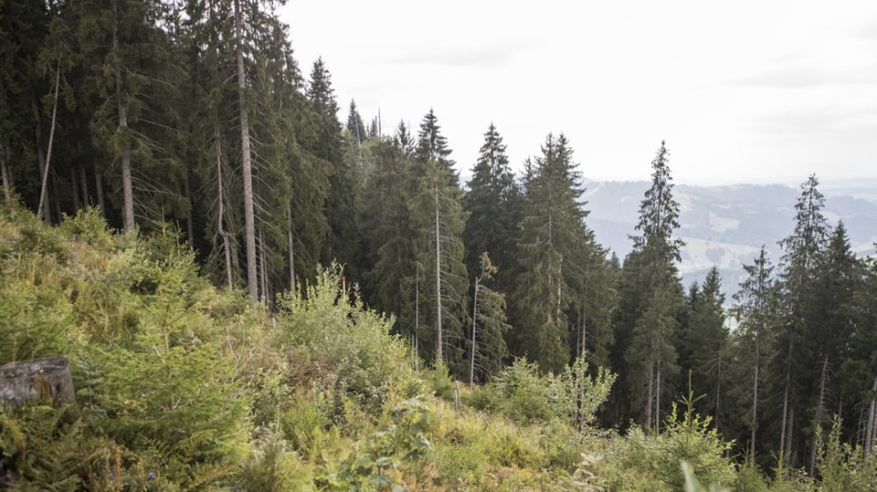 Schweizer Bäume leiden nachhaltig unter der Trockenheit