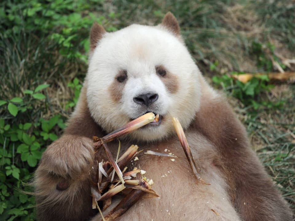 Ein seltener brauner Panda, frisst Bambussprossen.