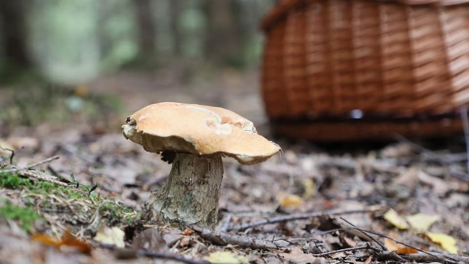 Pilz-App