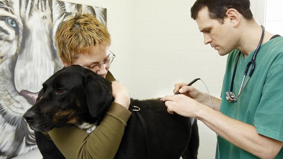 Ein Tierarzt untersucht einen Hund.