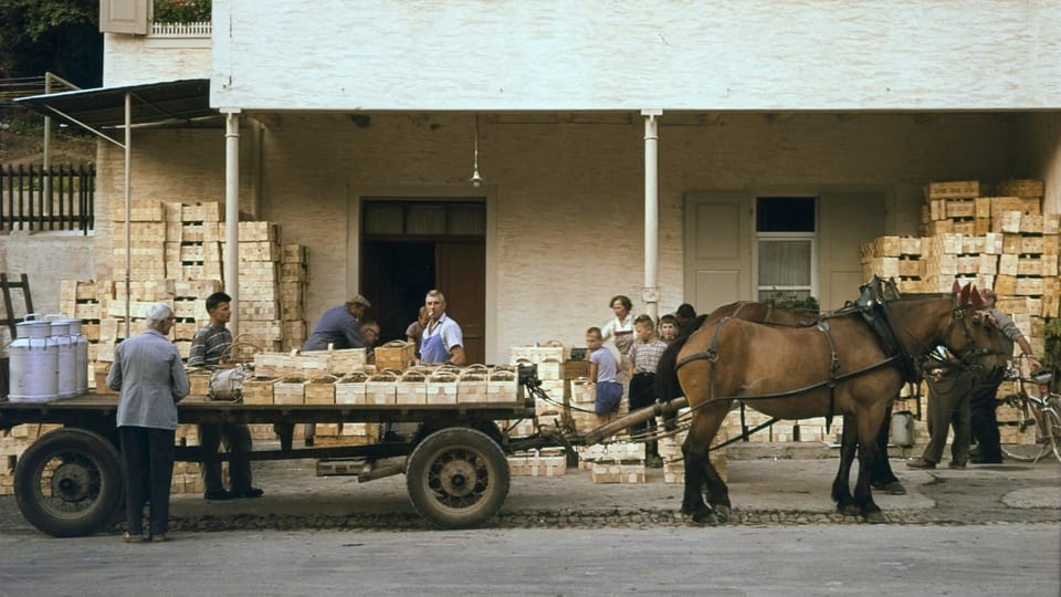 Historische Aufnahme mit Pferde-Fuhrwerk, darauf Kirschen-Kisten geladen
