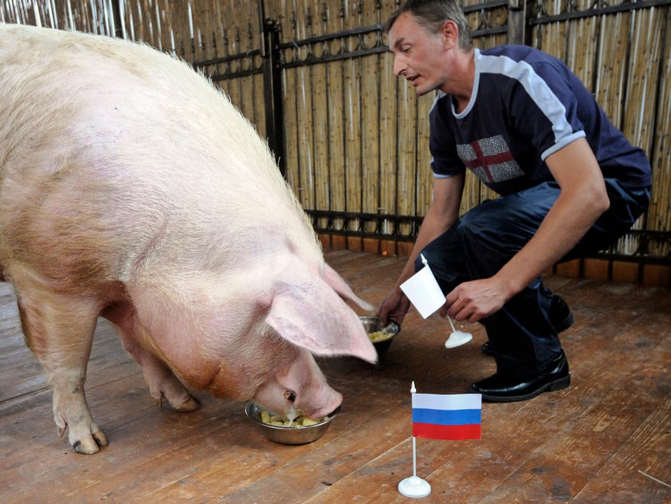 Ein Hausschwein frisst aus einer Schüssel mit einer russischen Flagge.