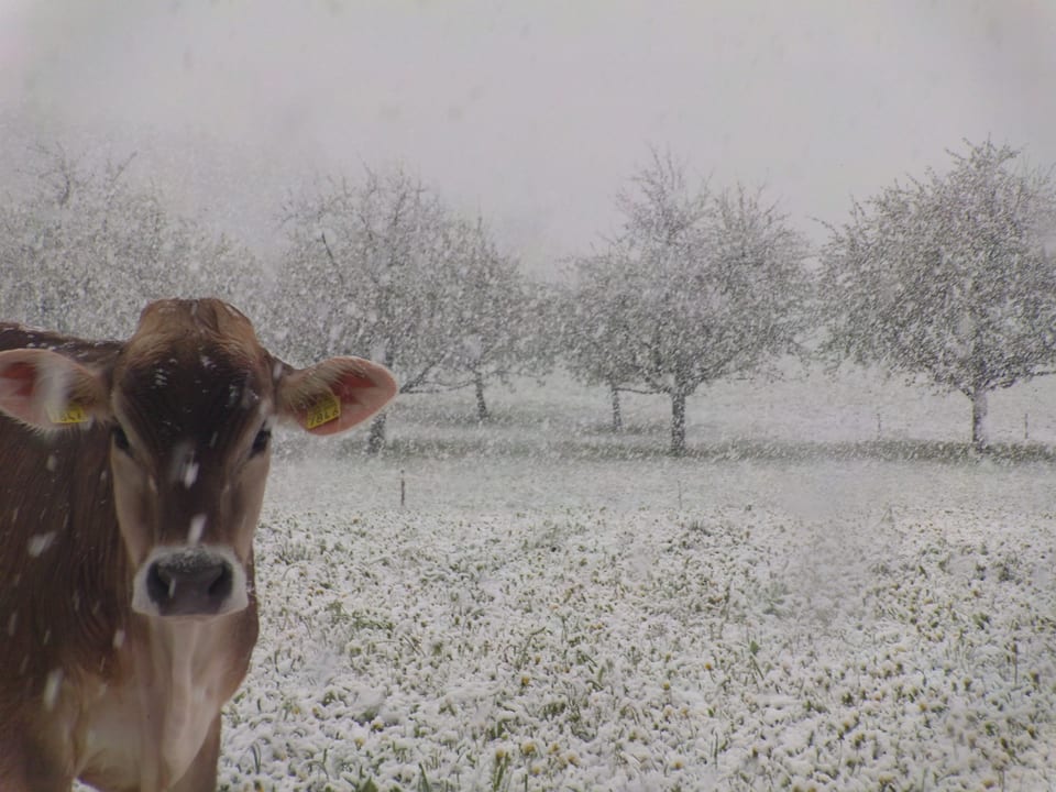 Kuh im Schneefall.