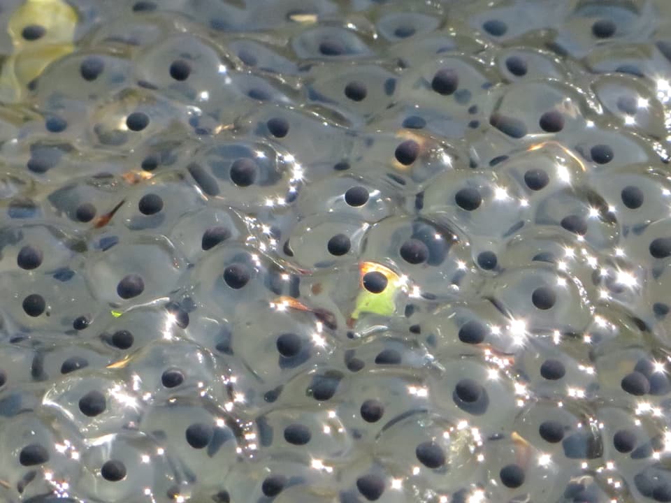 Froschlaich im Wasser