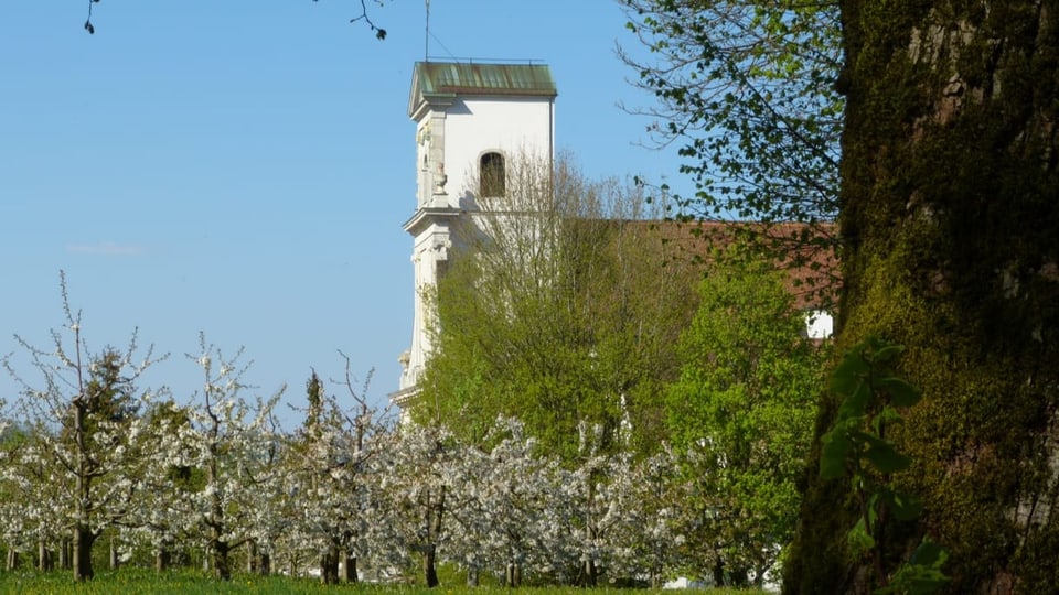 Kirche hinter blühenden Kirschbäumen.