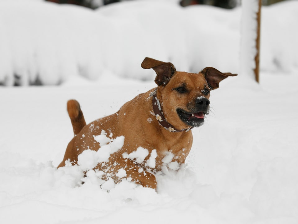 Ein Hund tollt im Schnee herum.