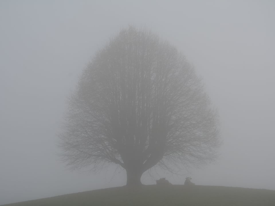 Baum im Nebel.