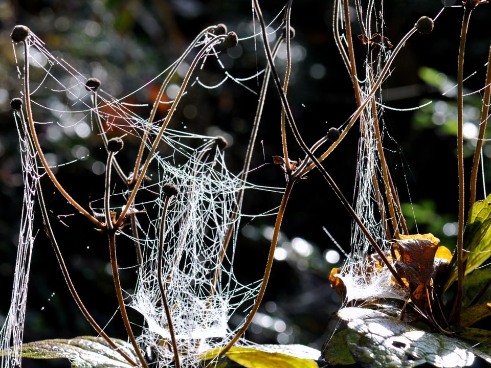 Ein Spinnennetz wird von der Sonne angestrahlt, es hängt an dünnen Stauden.
