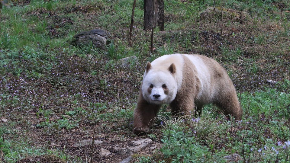 Ein braun-weiss gemusterter Panda in grüner Umgebung.