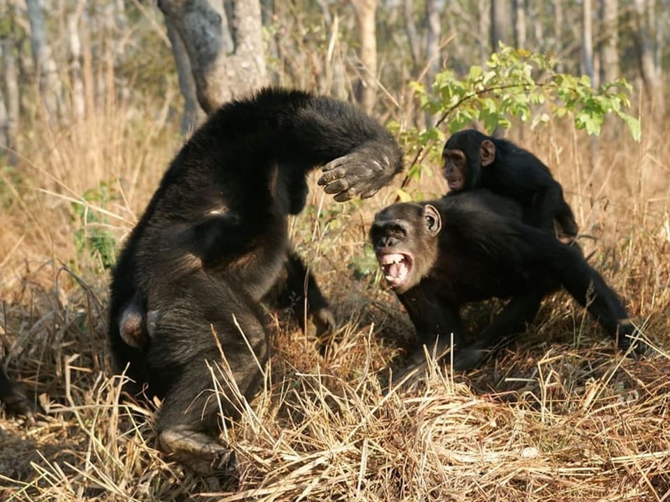 Três chimpanzés interagindo na floresta.