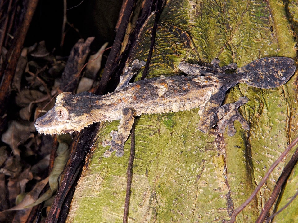 Plattschwanz-Geckos sind mit ihrer Körperform und ihrer Farbe ideal an ihren Lebensraum angepasst.
