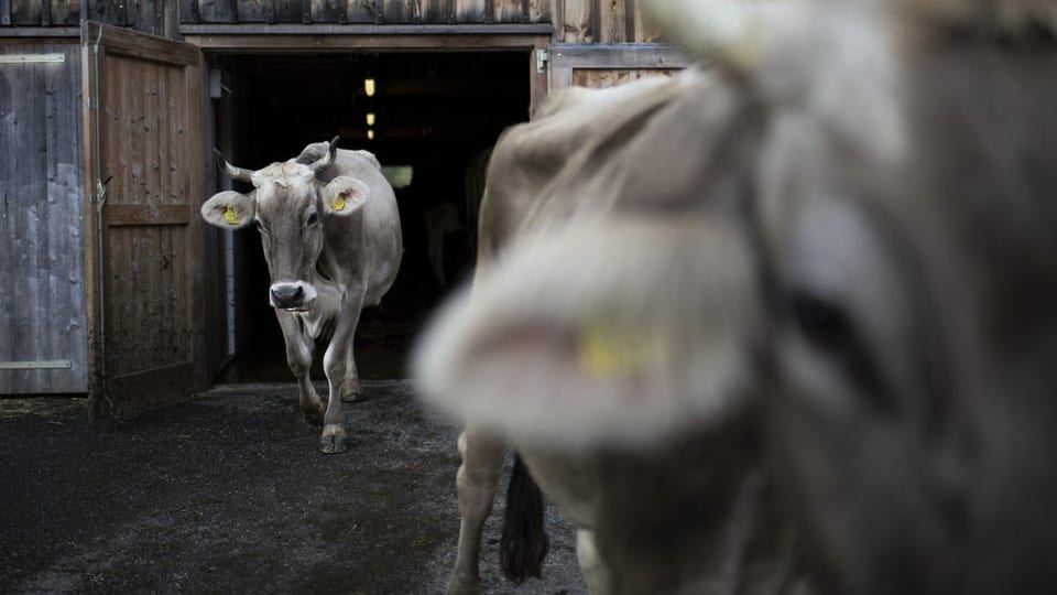 Das stösst Schweizer Milchproduzenten sauer auf