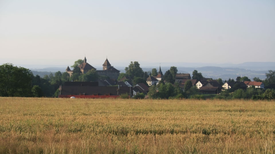 Blick über ein Kornfeld zur Kyburg.