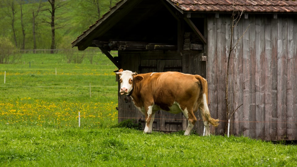 braun-weiss-gefleckte Kuh vor Holzschuppen, davor grünes Gras.