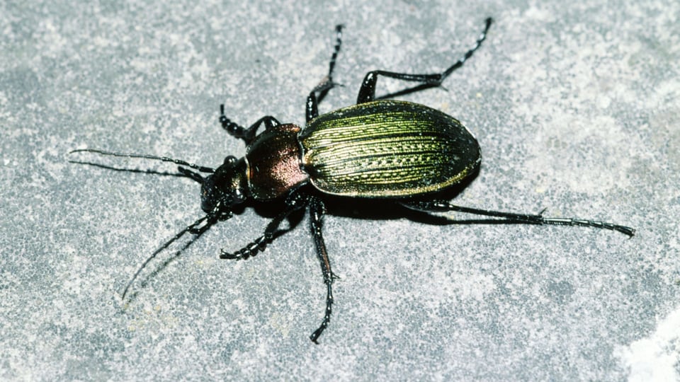 Feingestreifter Laufkäfer (Carabus monilis)