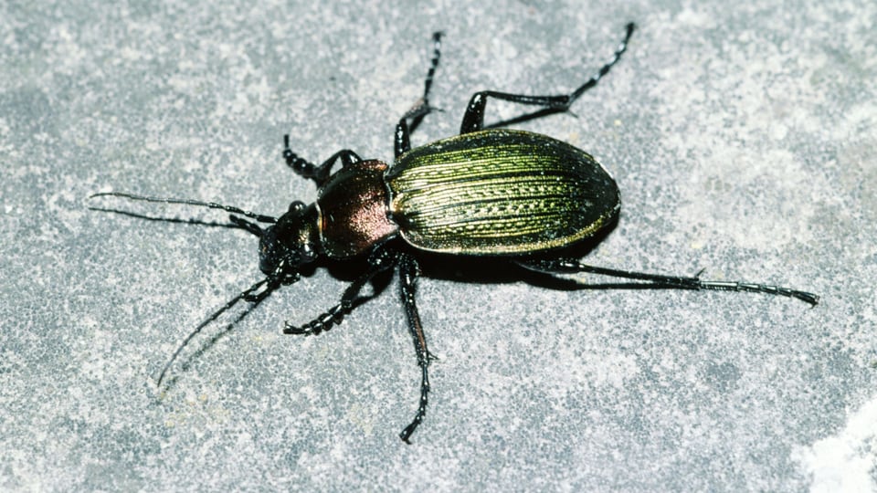 Feingestreifter Laufkäfer (Carabus monilis) 