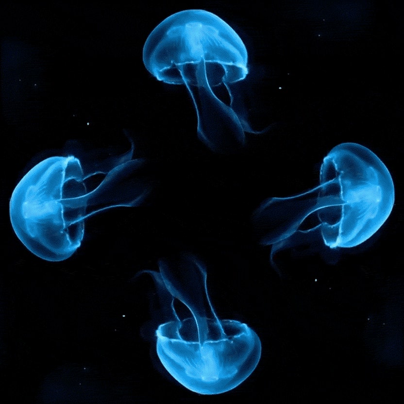 Ein animiertes GIF zeigt vier blaue Quallen vor schwarzem Hintergrund.