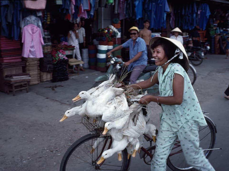 Asiatin mit Gänsen auf einem Fahrrad.