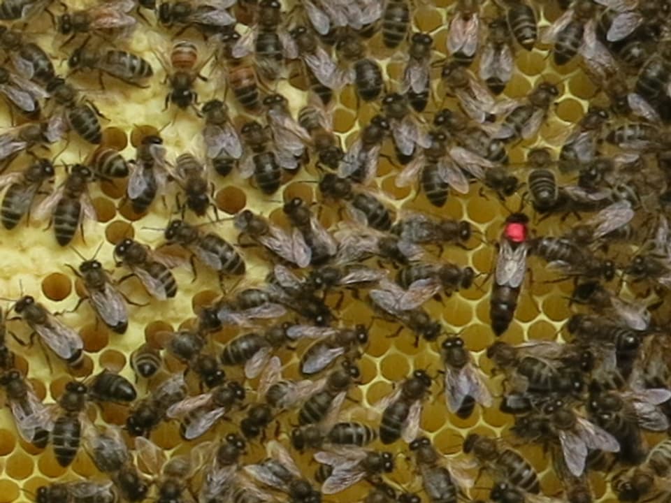 Eine Wabe voller Bienen.