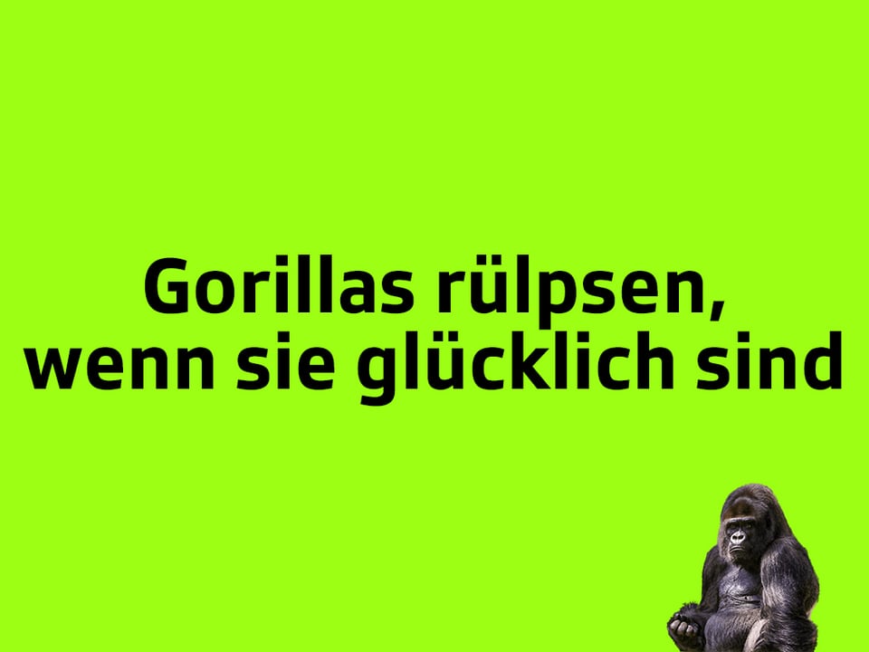 Texttafel: Gorillas rülpsen, wenn sie glücklich sind