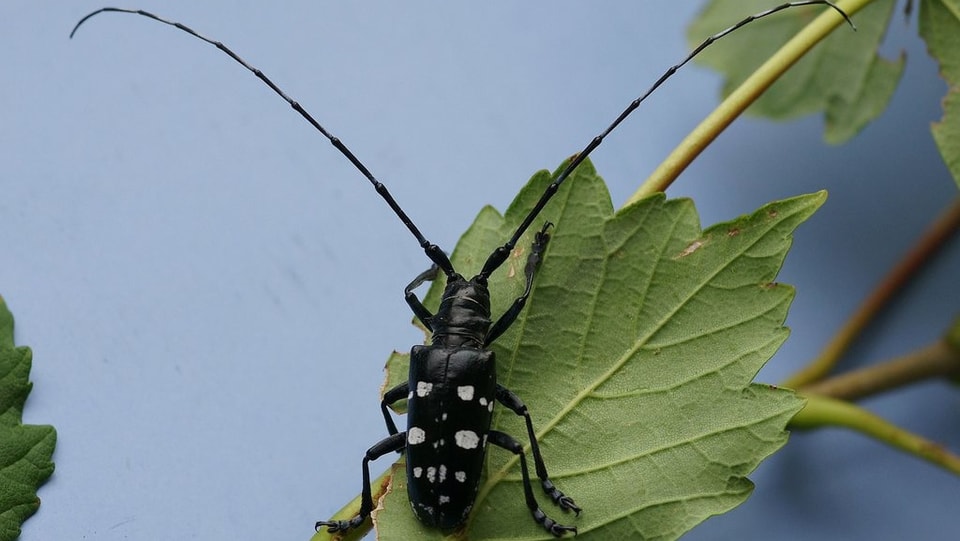 Käfer mit langen Fühlern auf Blatt