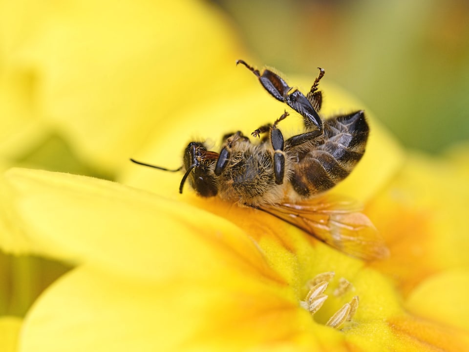 Tote Biene in einer Blüte.
