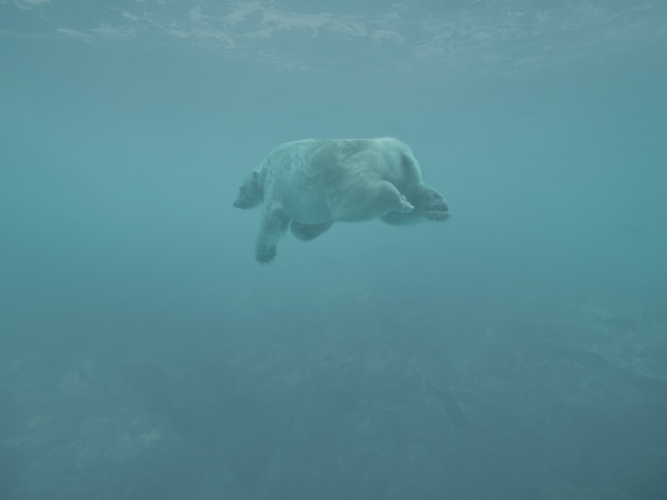 Eisbär schwimmend unter Wasser.