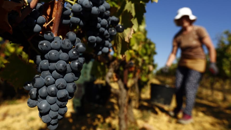 Warum Frankreich aus Wein Desinfektionsmittel macht